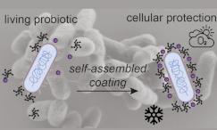 Иллюстрация самособирающейся вокруг бактериальных клеток оболочки. 